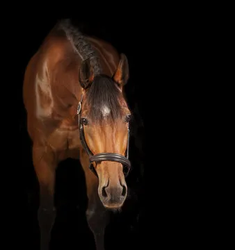 合规与隐私顾问